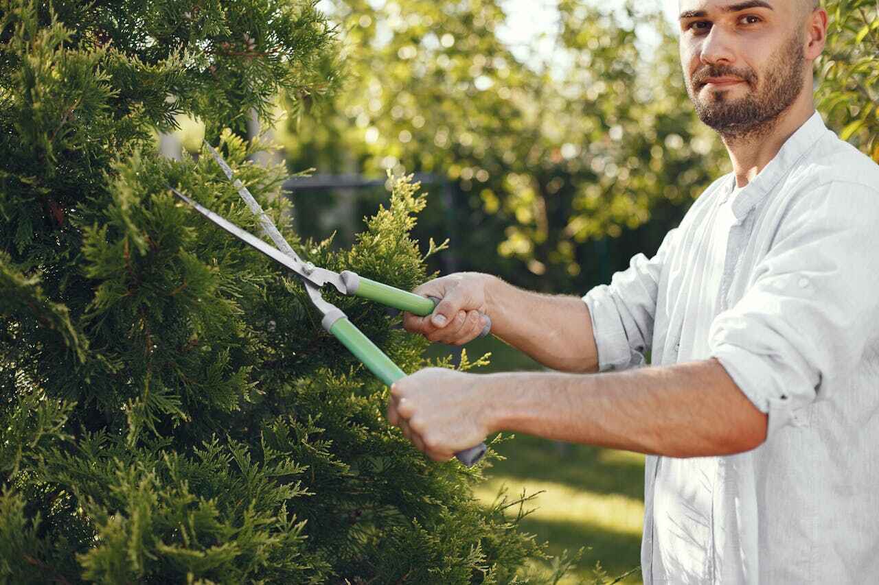 Best Tree Trimming Near Me  in Huntley, IL